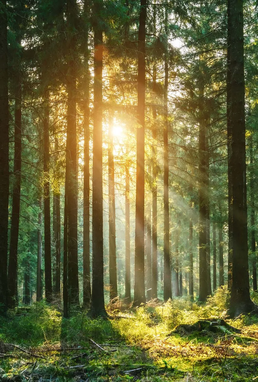 Forest — mood image from the ADA Cosmetics 2026 catalogue