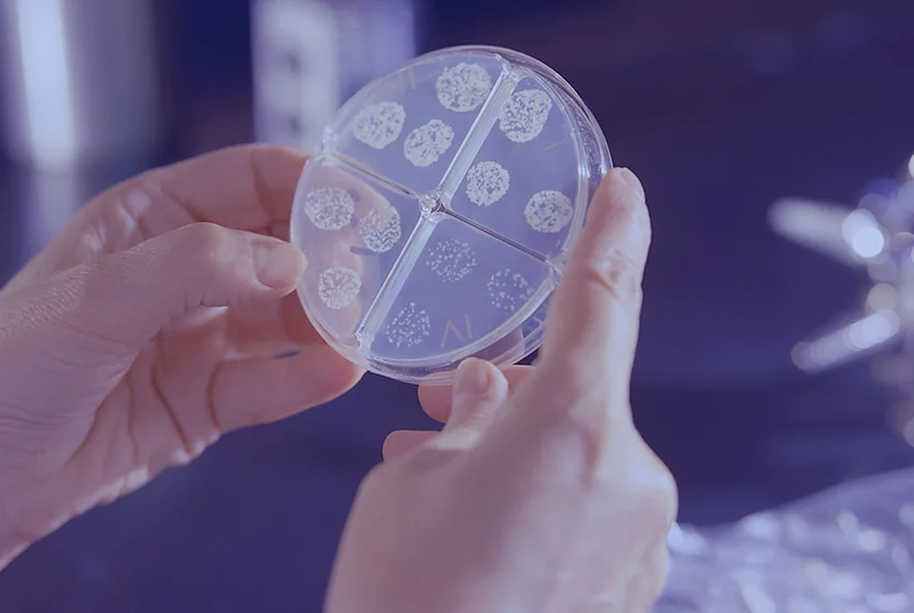 Culturi bacteriene în laborator, din studiul Universității Rin-Waal
